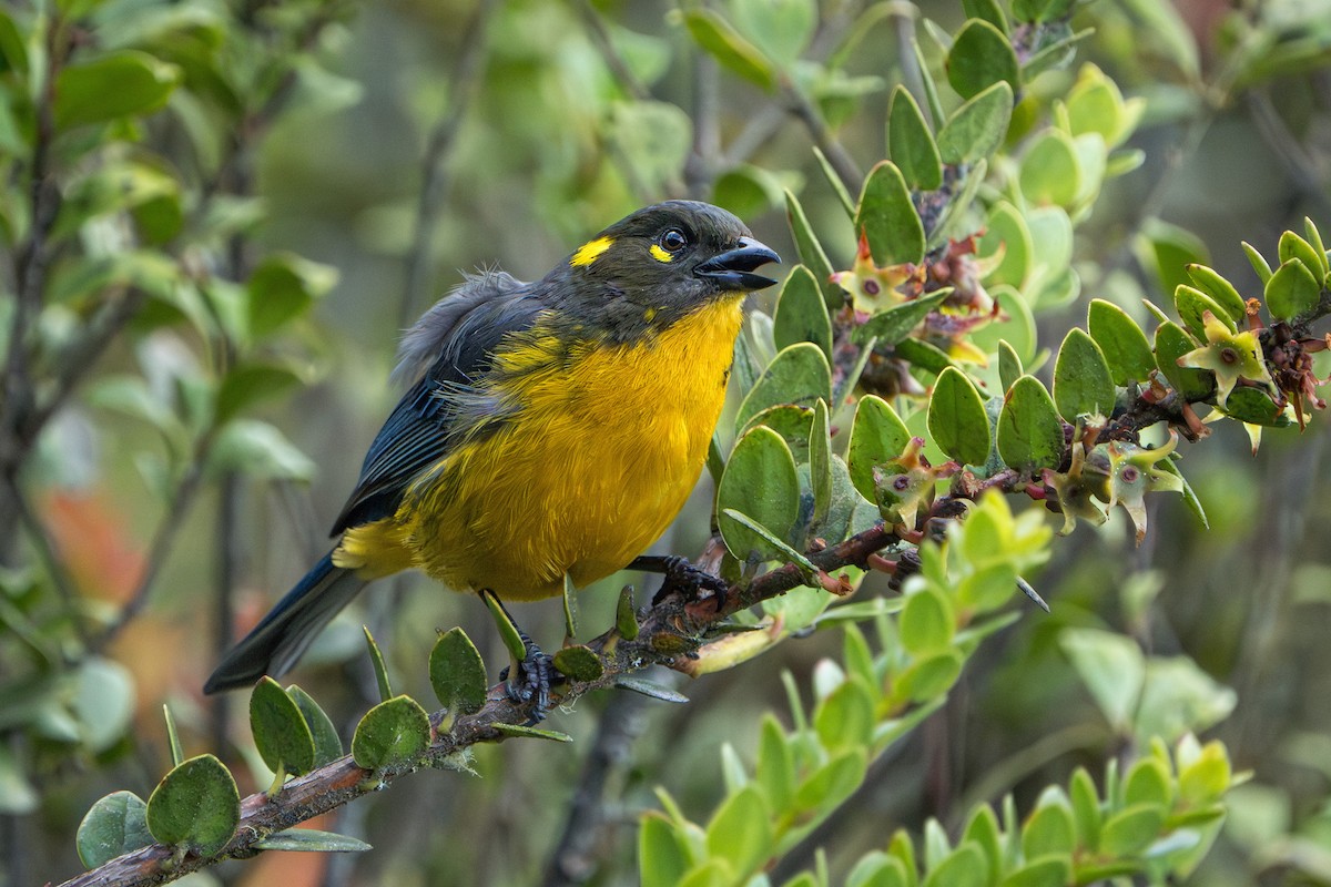 Lacrimose Mountain Tanager - Marc Kramer | Birding by Bus