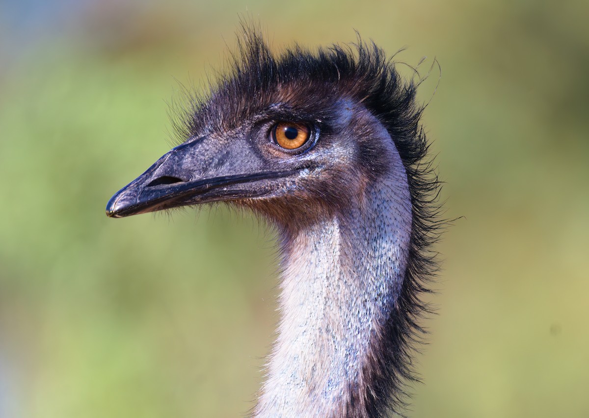 emu - ML623663019