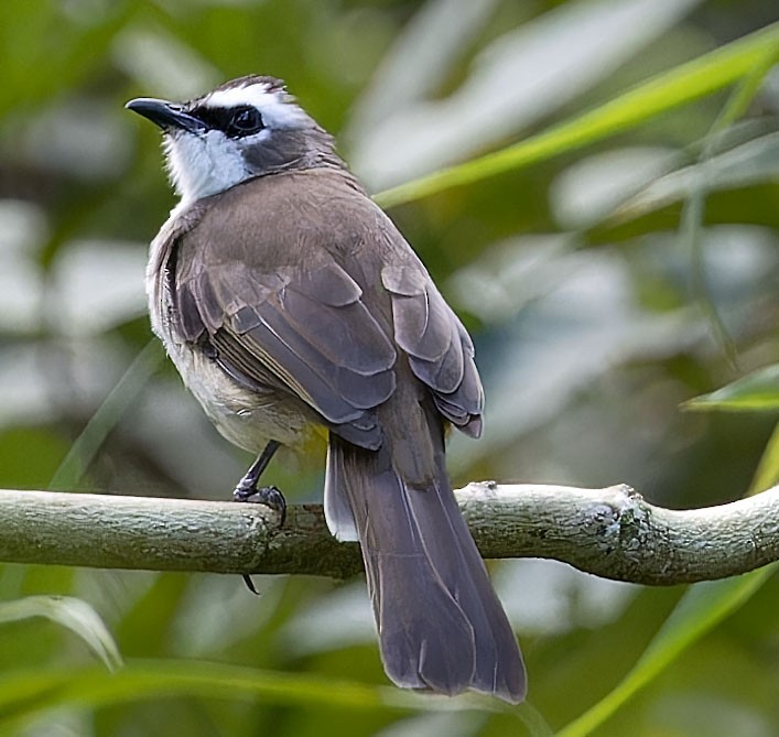 Yellow-vented Bulbul - ML623663033