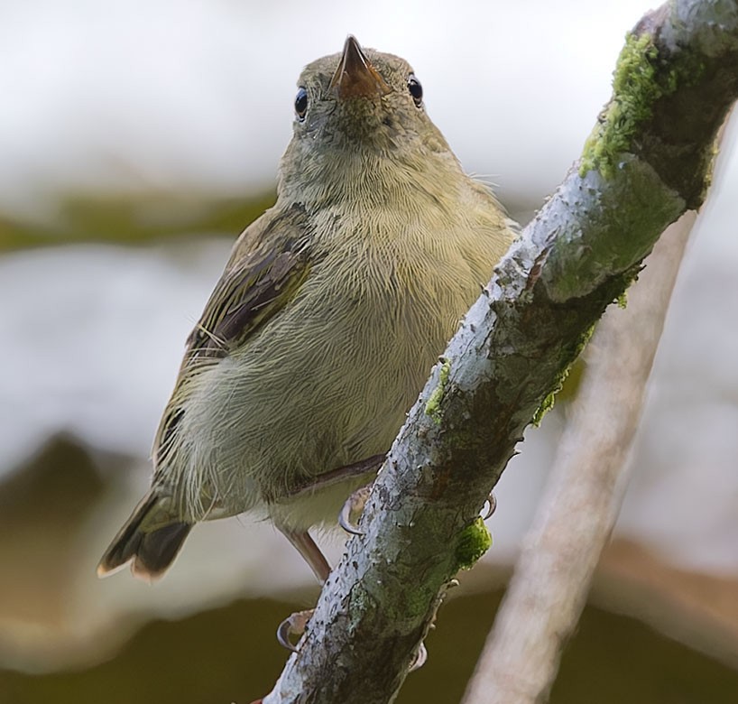 White-bellied Flowerpecker - ML623663037