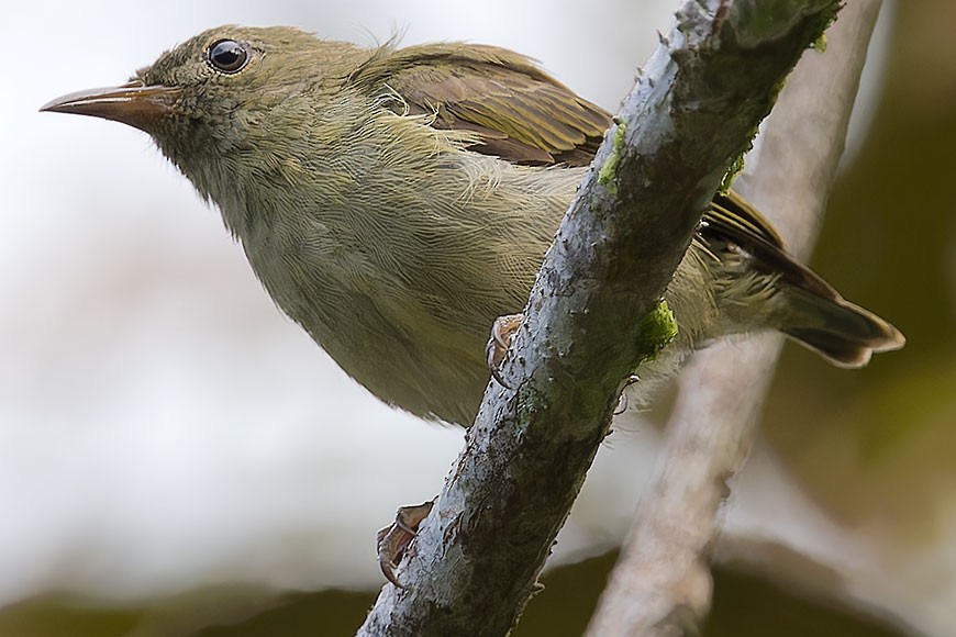 White-bellied Flowerpecker - ML623663038