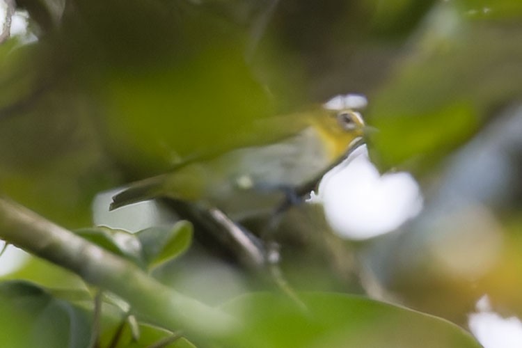 Lowland White-eye - ML623663040