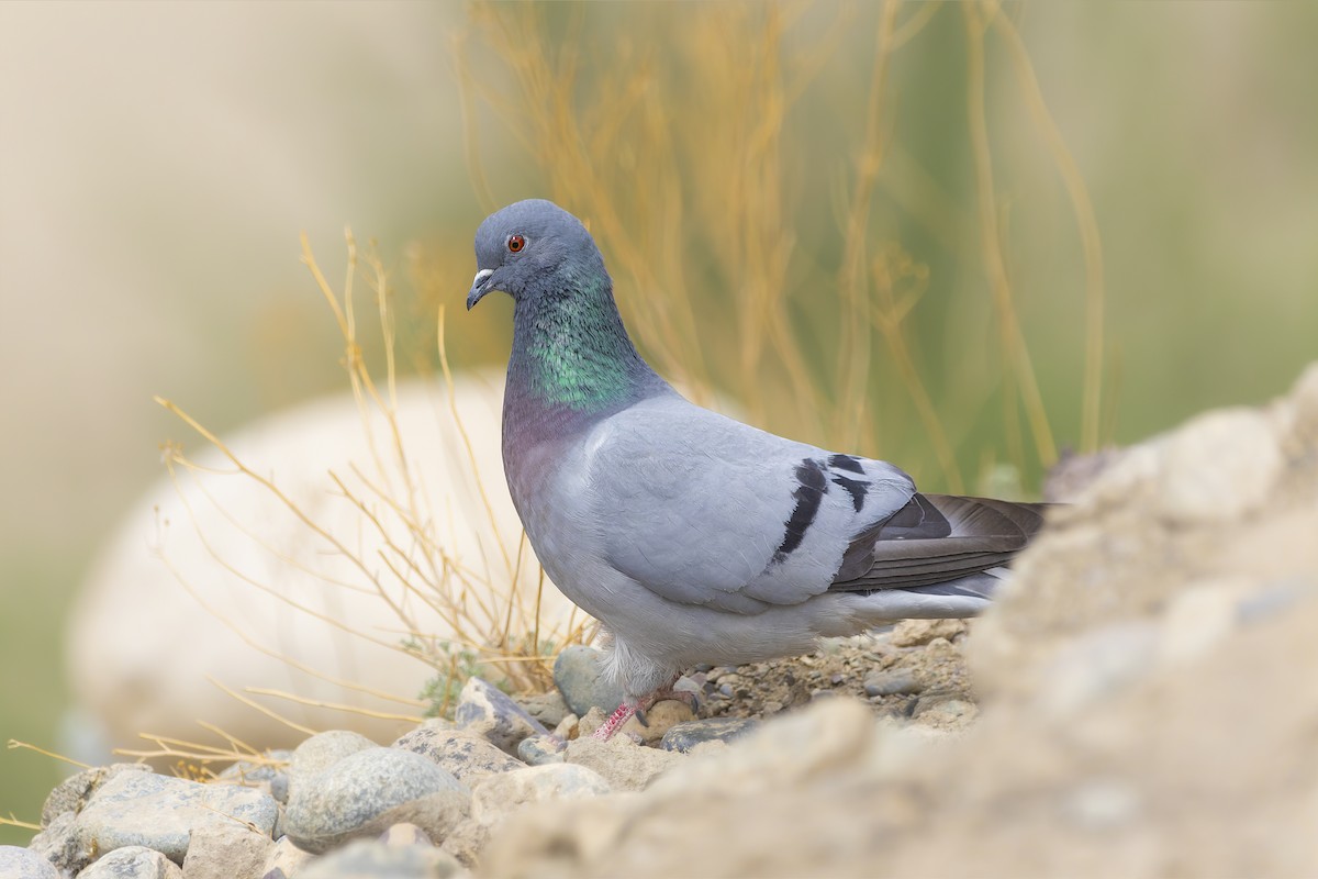 Hill Pigeon - arjun basandrai