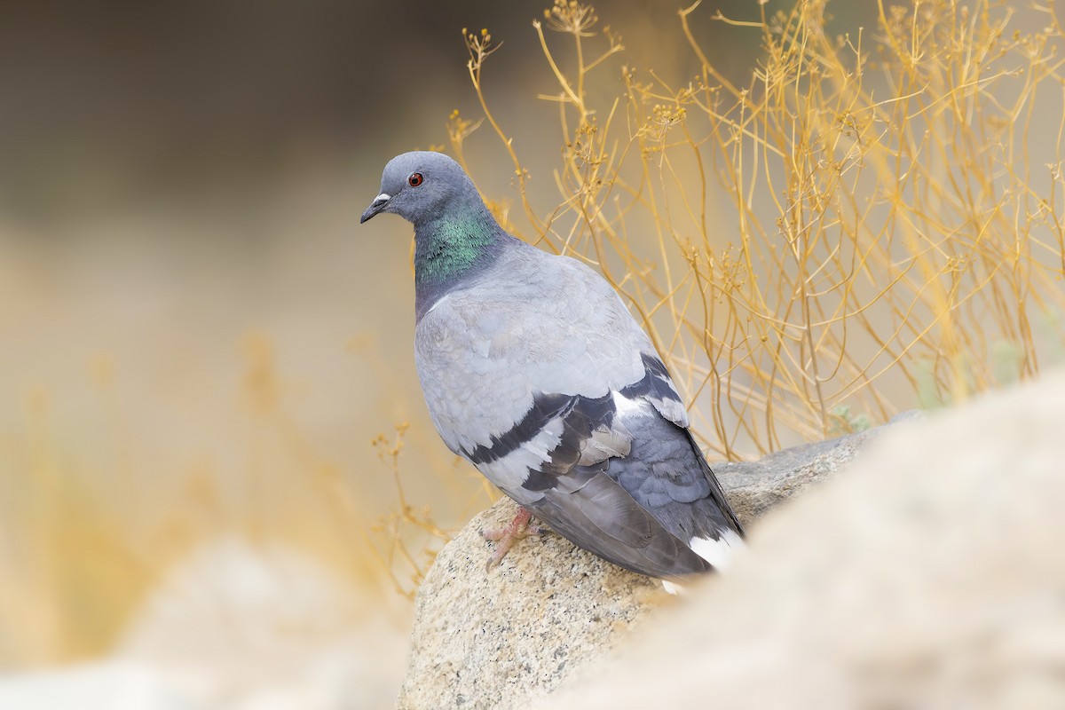 Hill Pigeon - ML623663072