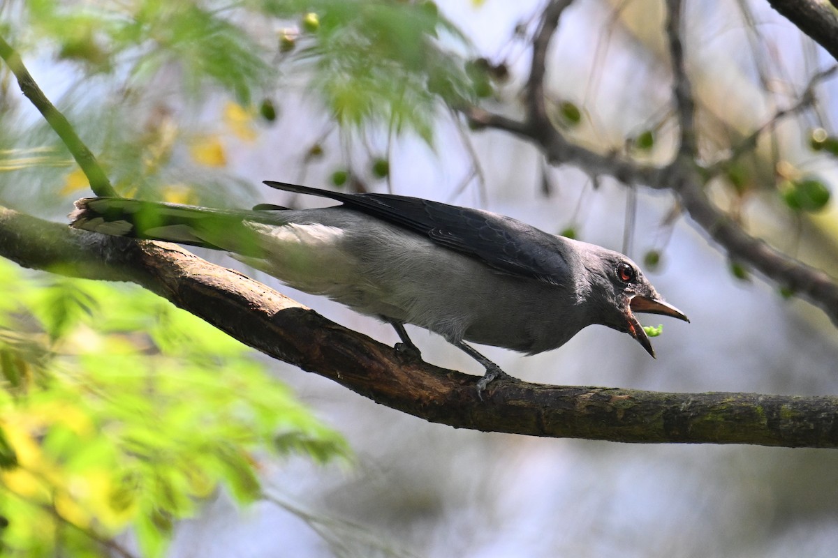 Black-winged Cuckooshrike - ML623663116