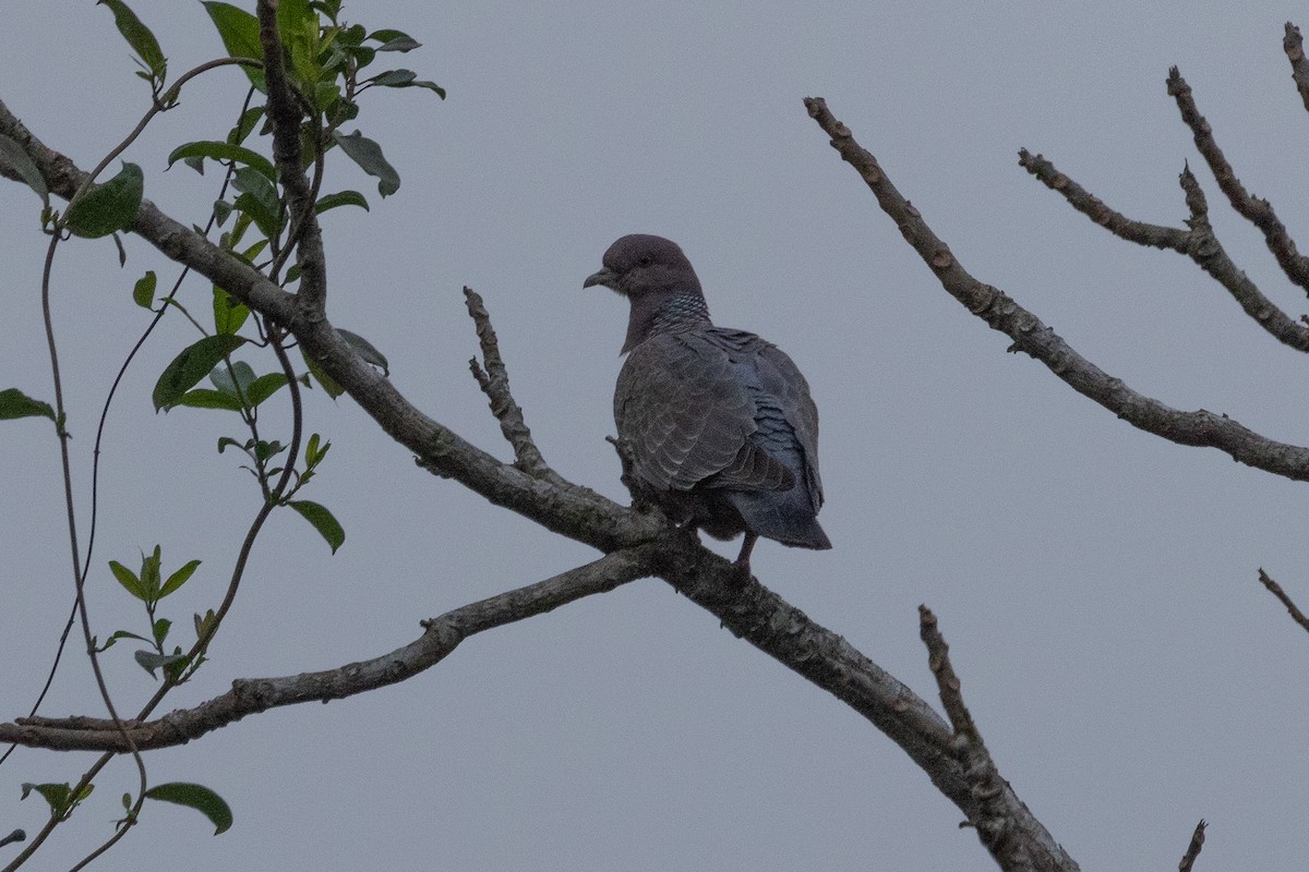 Picazuro Pigeon - ML623663117