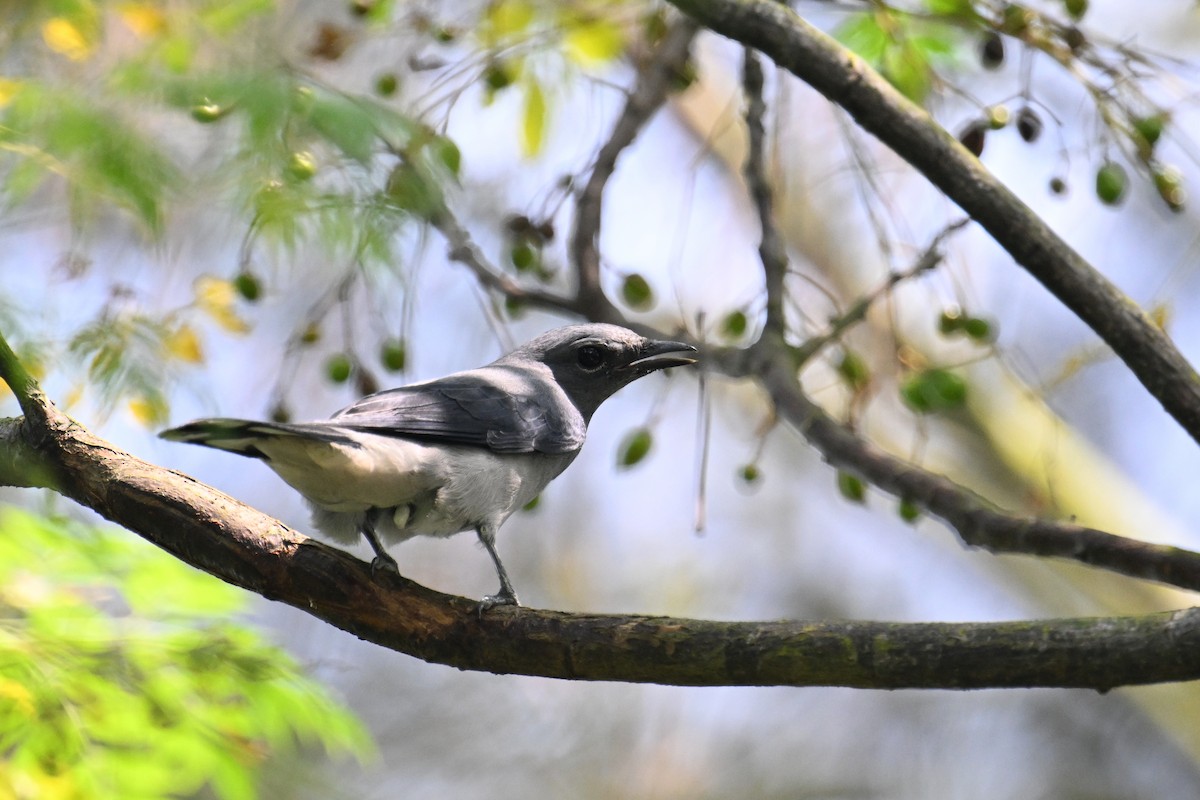 Black-winged Cuckooshrike - ML623663118