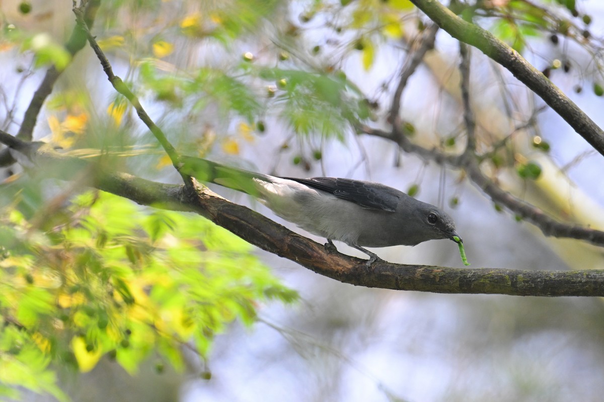 Black-winged Cuckooshrike - ML623663119