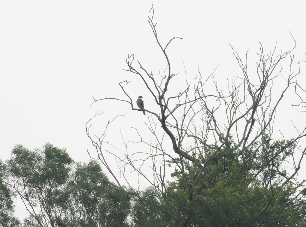 Crested Goshawk - Yulin Shen