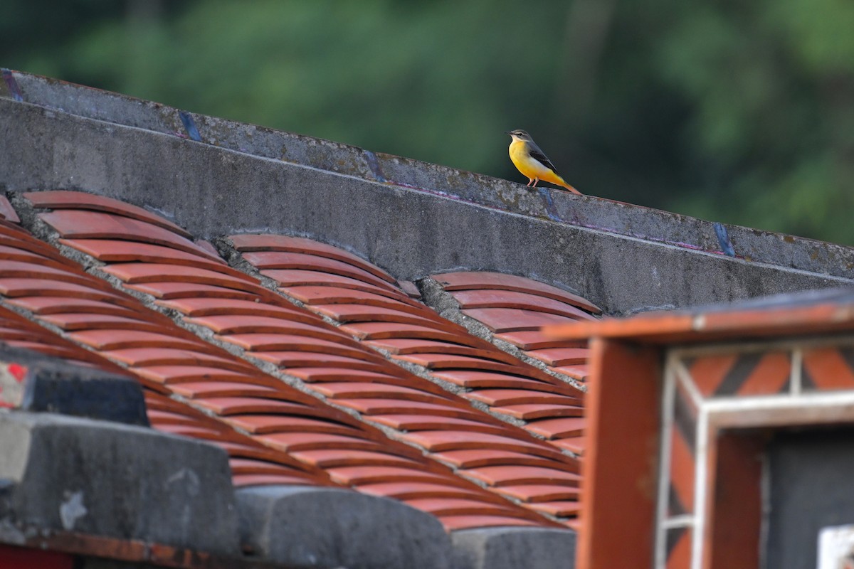 Gray Wagtail - ML623663134