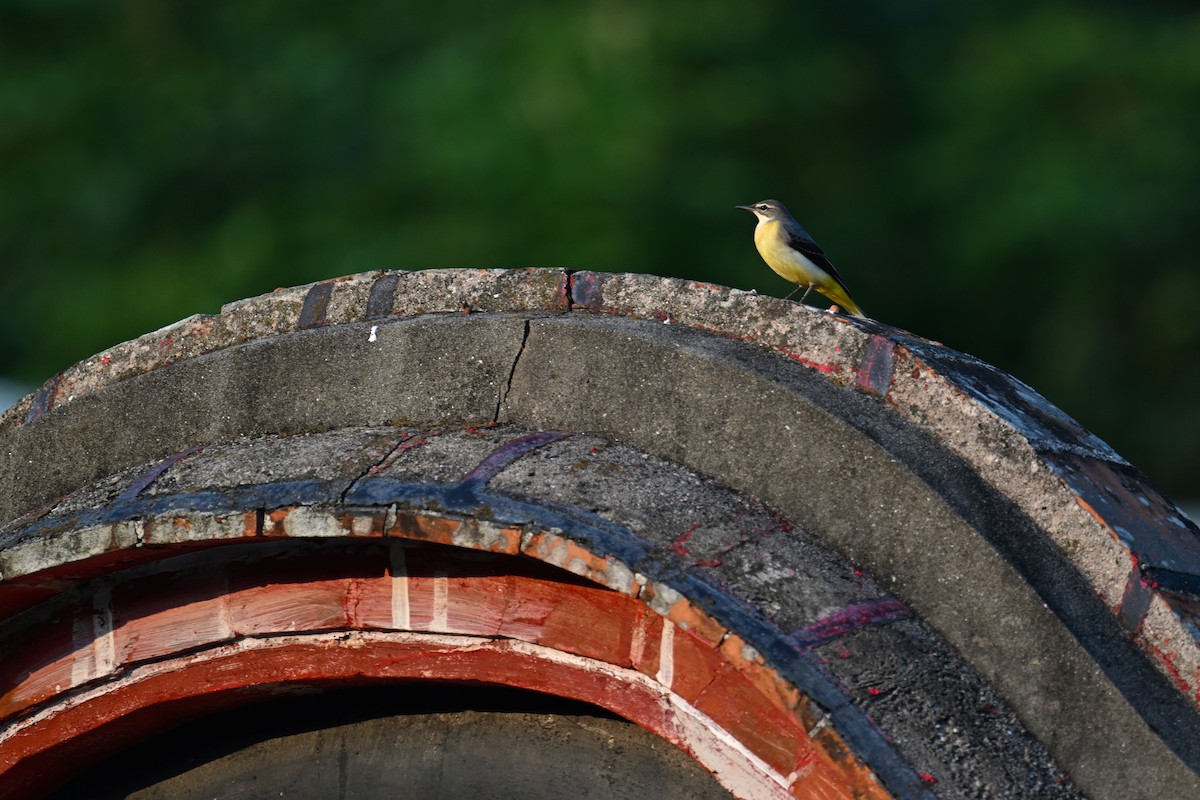 Gray Wagtail - ML623663135