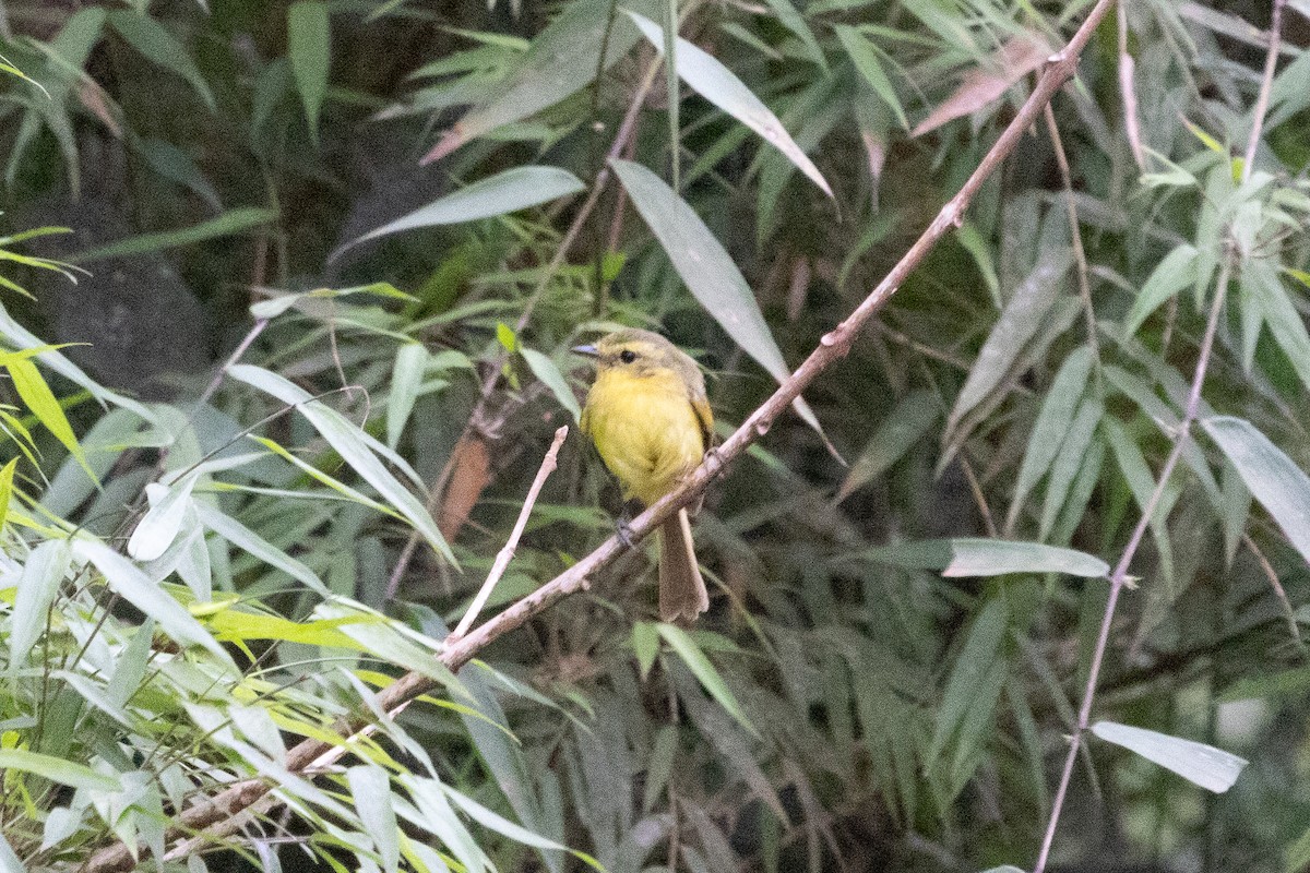 Mosquerito Amarillo - ML623663137