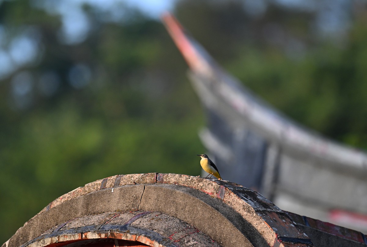 Gray Wagtail - ML623663138