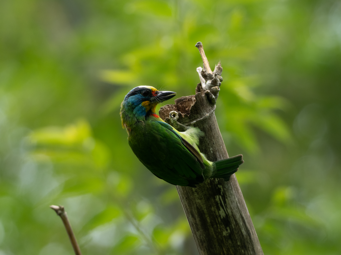 barbet tchajwanský - ML623663140