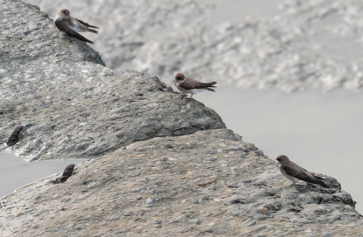 Gray-throated Martin - Yulin Shen