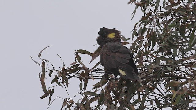 Yellow-tailed Black-Cockatoo - ML623663153