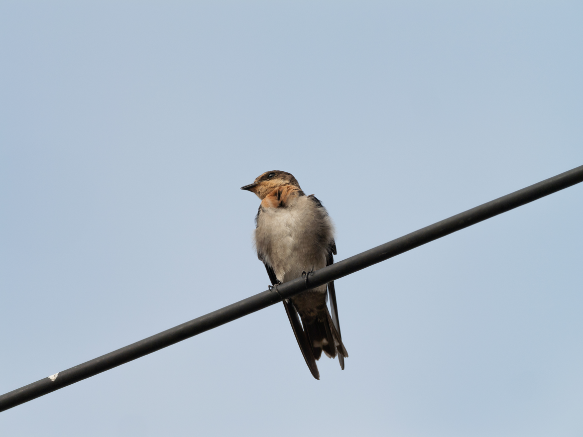 Pacific Swallow - ML623663154