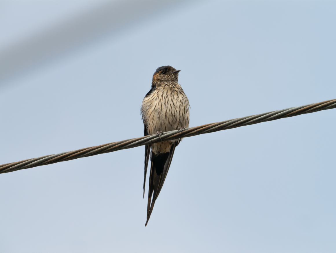 Striated Swallow - ML623663157