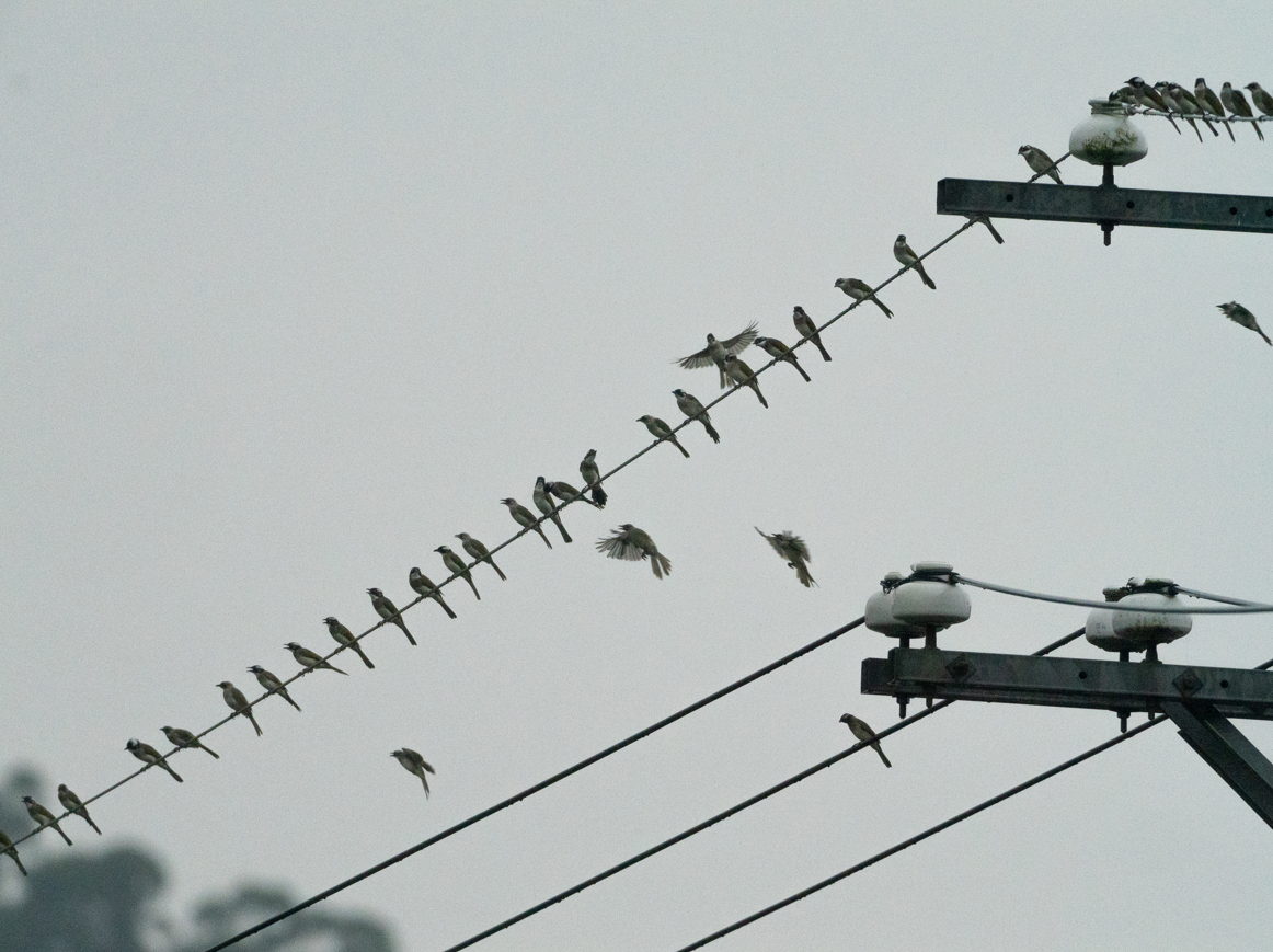 Light-vented Bulbul - ML623663158