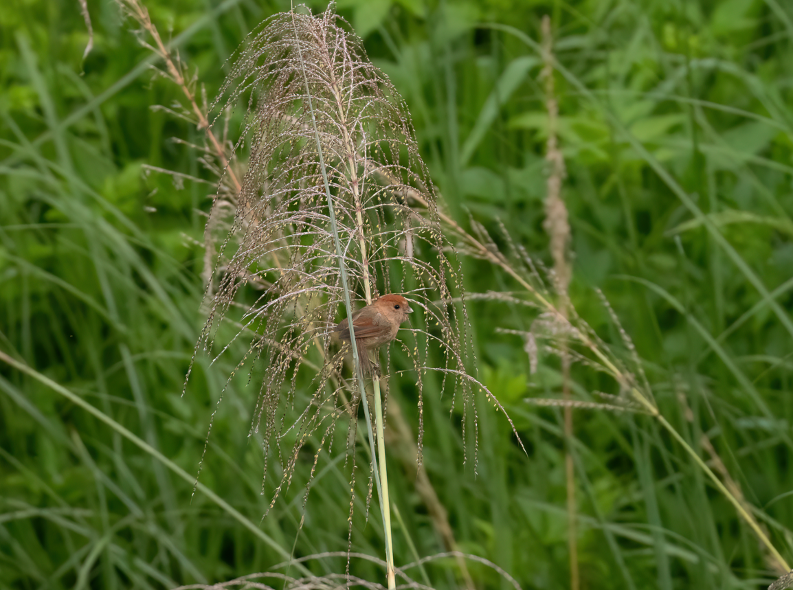 Vinous-throated Parrotbill - ML623663160