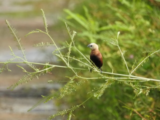 White-headed Munia - ML623663169