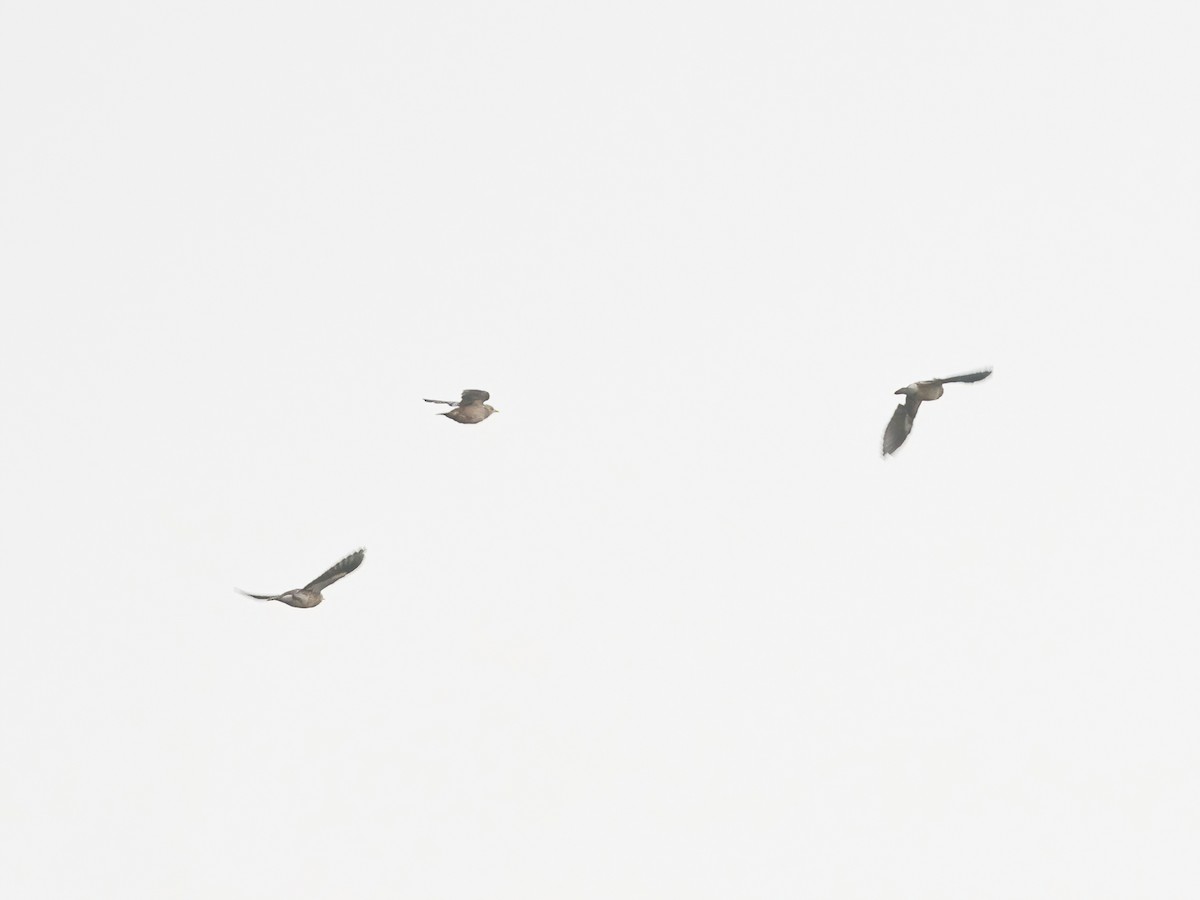 Red-billed Starling - Yulin Shen