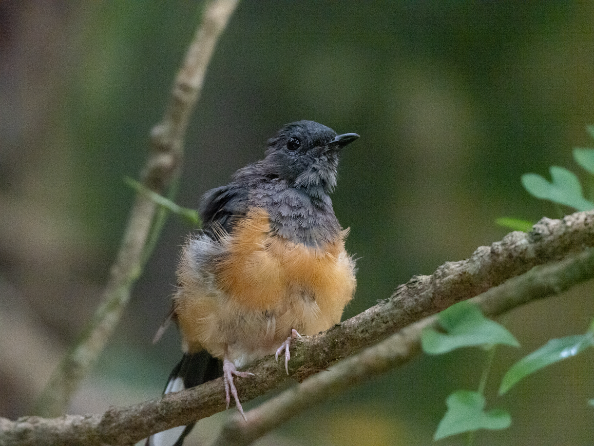 White-rumped Shama - ML623663175