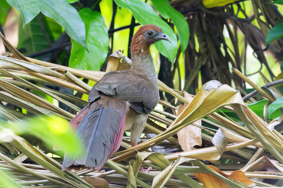 Variable Chachalaca - ML623663177