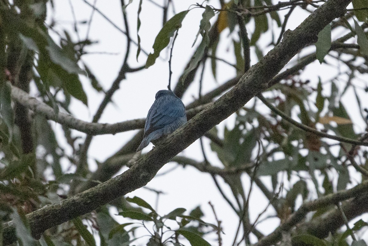 Swallow Tanager - ML623663178