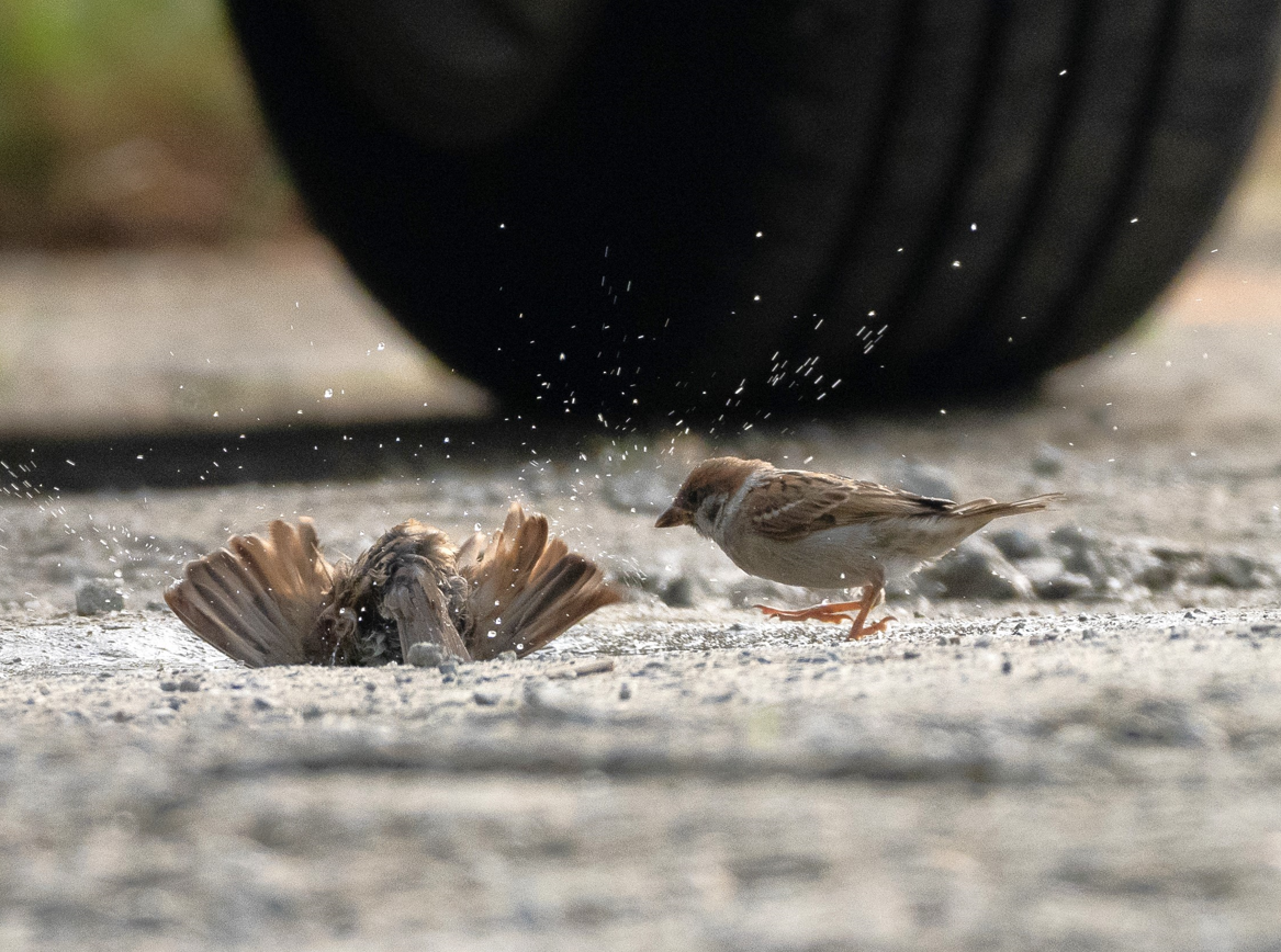 Eurasian Tree Sparrow - Yulin Shen