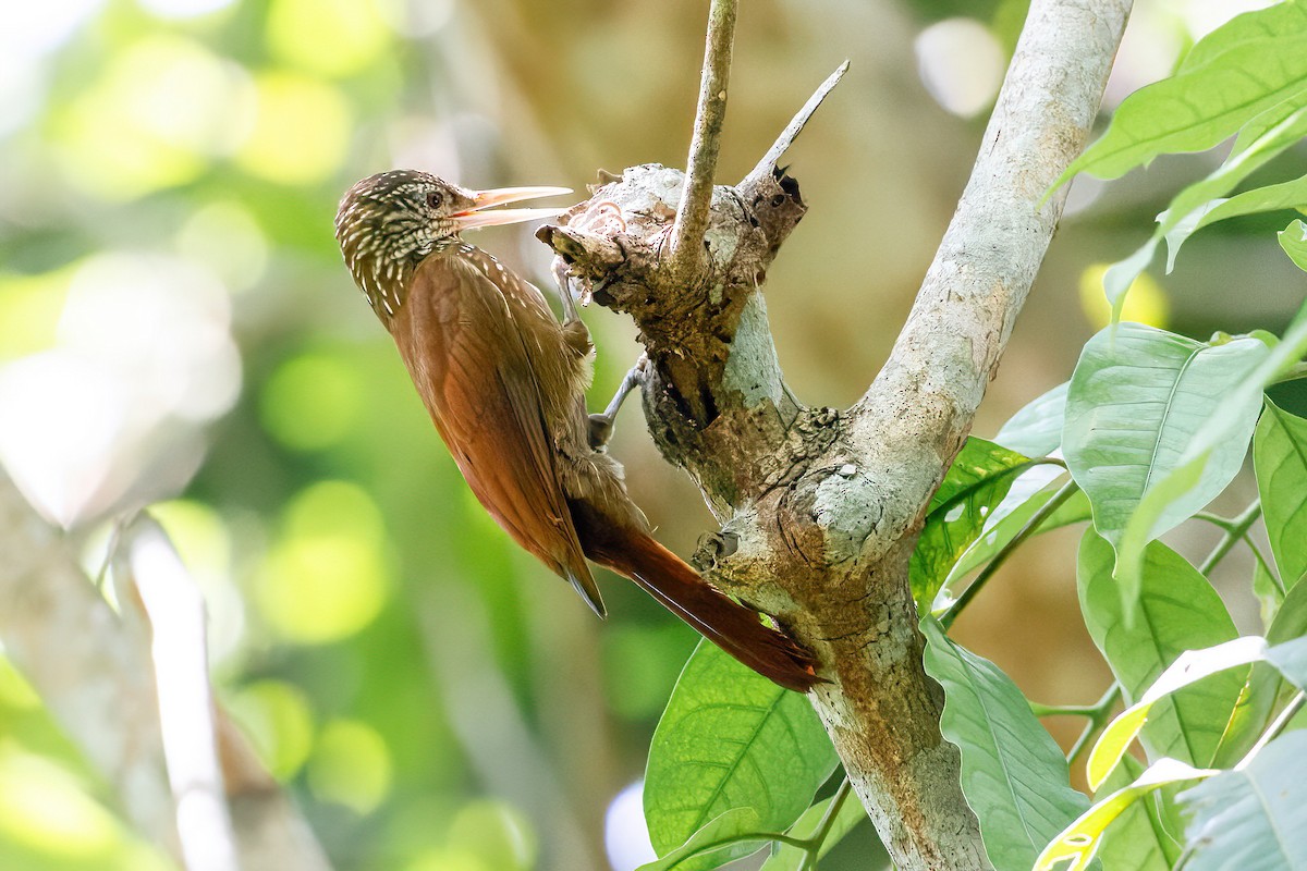 Straight-billed Woodcreeper - ML623663184