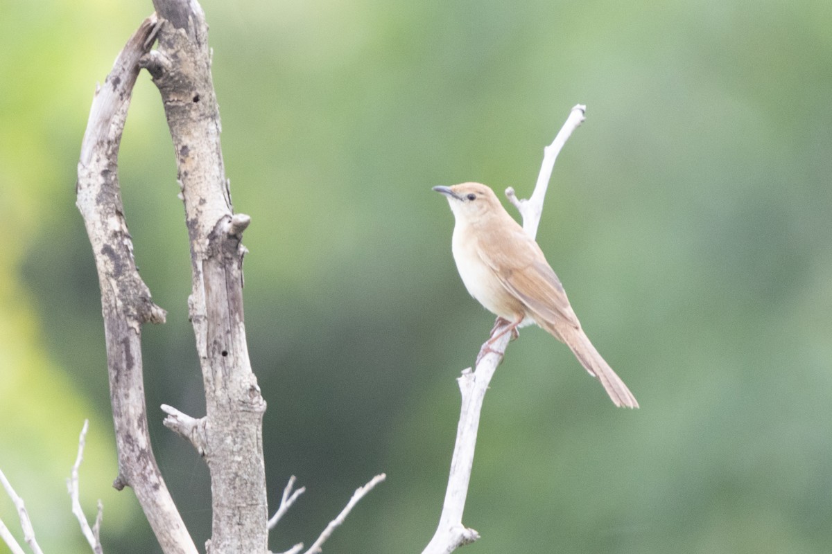 Broad-tailed Grassbird - ML623663245