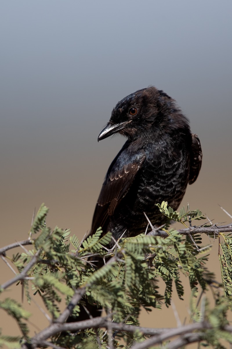 Fork-tailed Drongo - ML623663246