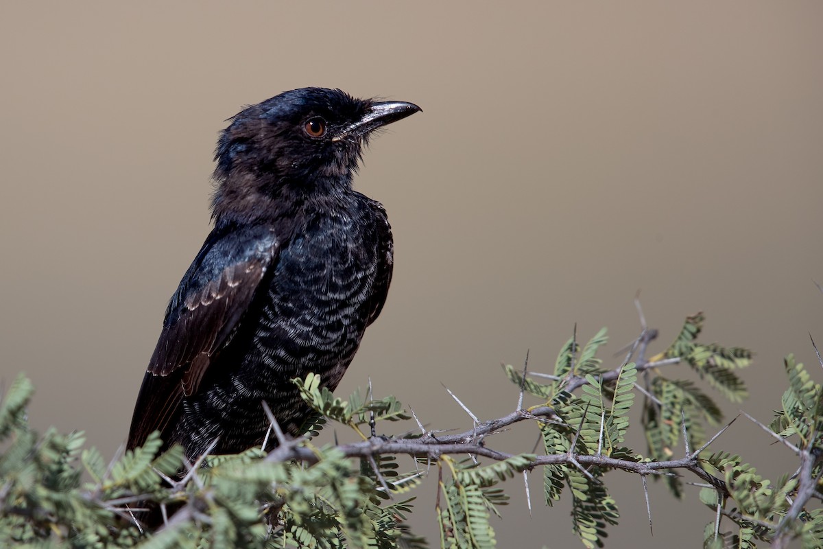 Fork-tailed Drongo - ML623663247