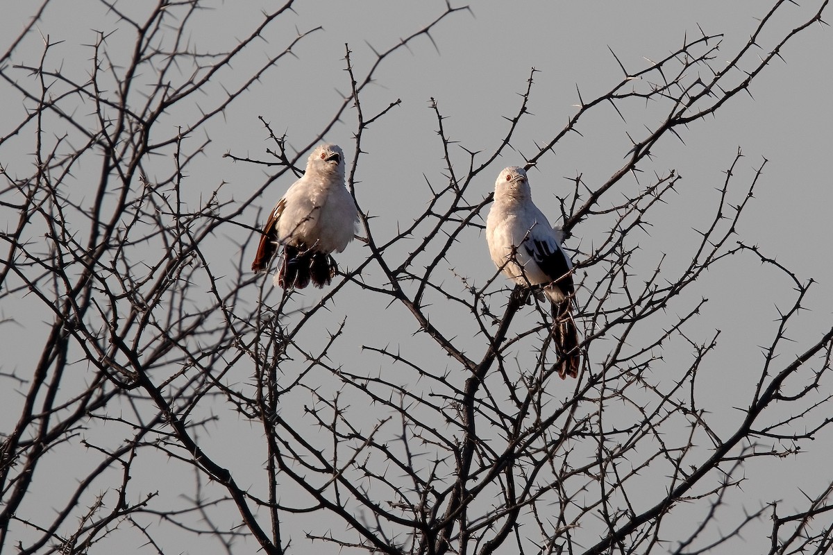 Southern Pied-Babbler - ML623663252