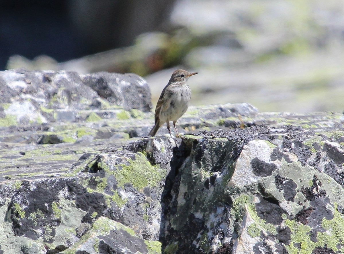 Water Pipit - ML623663261
