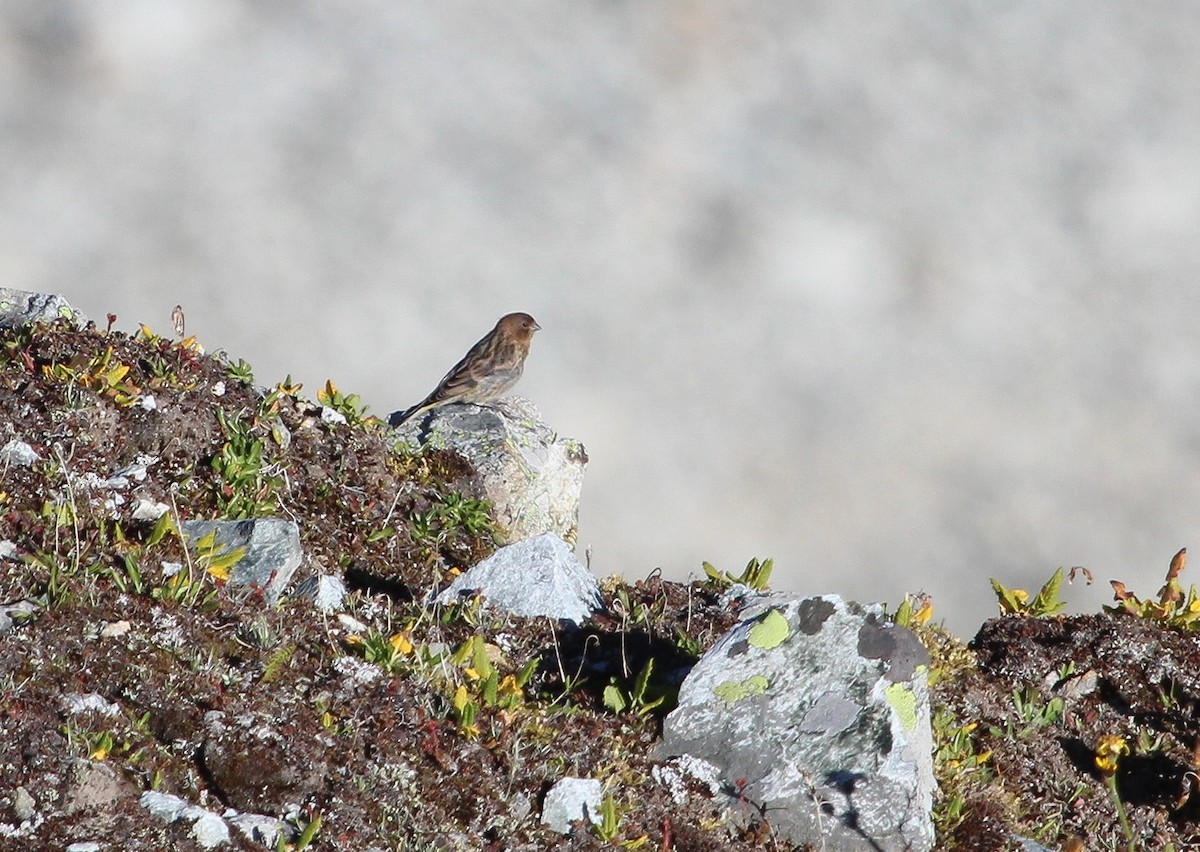 Fire-fronted Serin - ML623663268