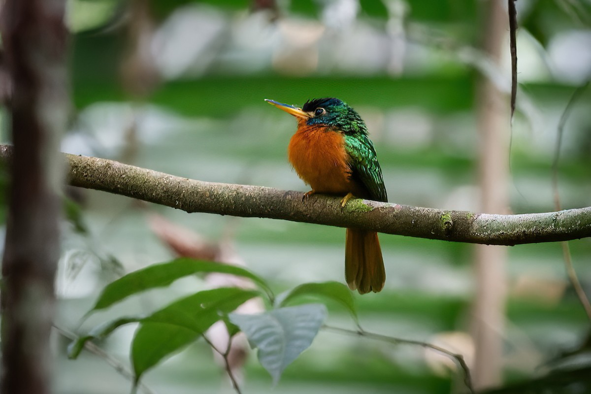 Blue-cheeked Jacamar - João Vitor Andriola