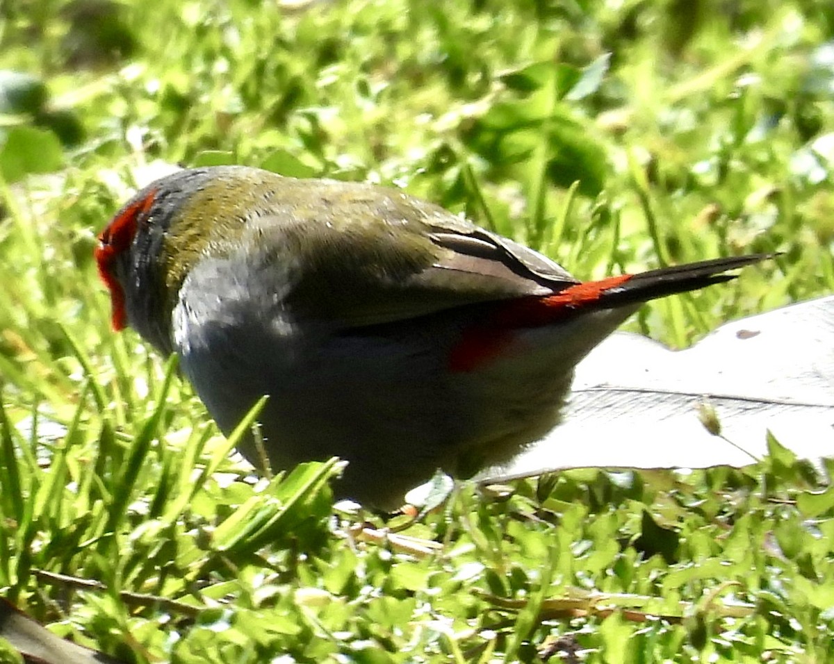 Red-browed Firetail - ML623663277