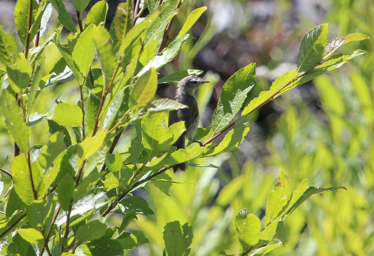 Mountain Chiffchaff (Caucasian) - ML623663305