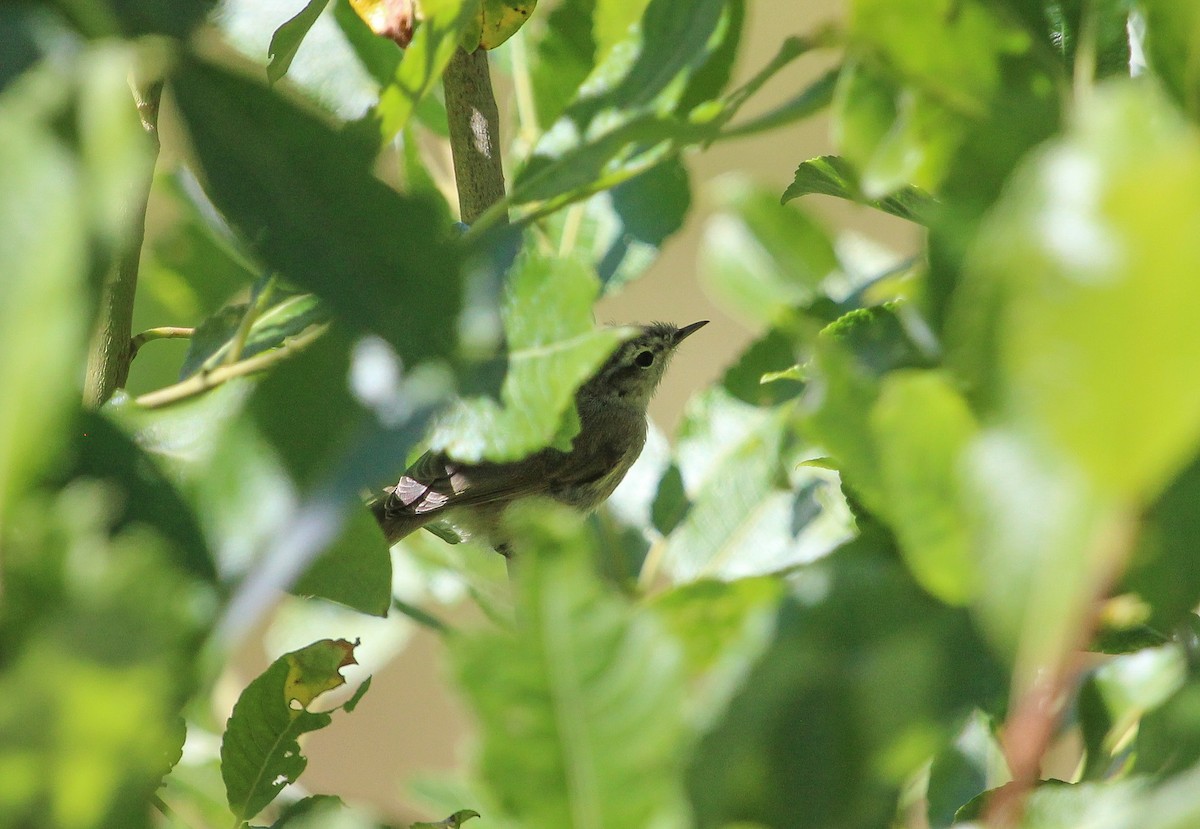 Mountain Chiffchaff (Caucasian) - ML623663306