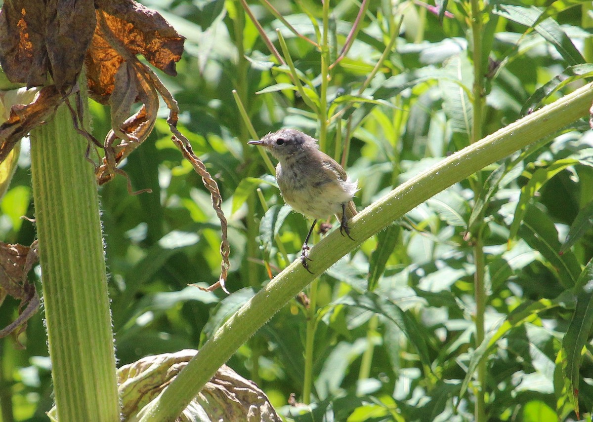 Mountain Chiffchaff (Caucasian) - ML623663307