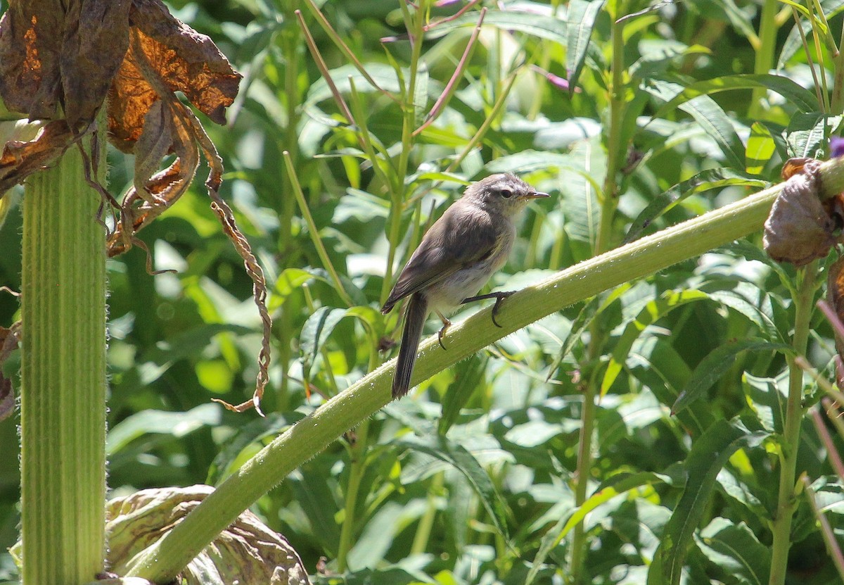 Mountain Chiffchaff (Caucasian) - ML623663308