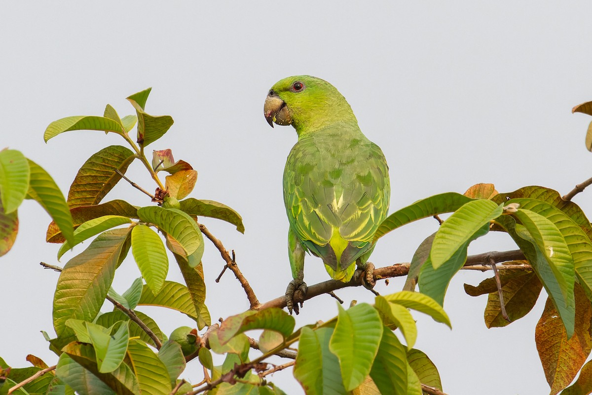 Short-tailed Parrot - ML623663309