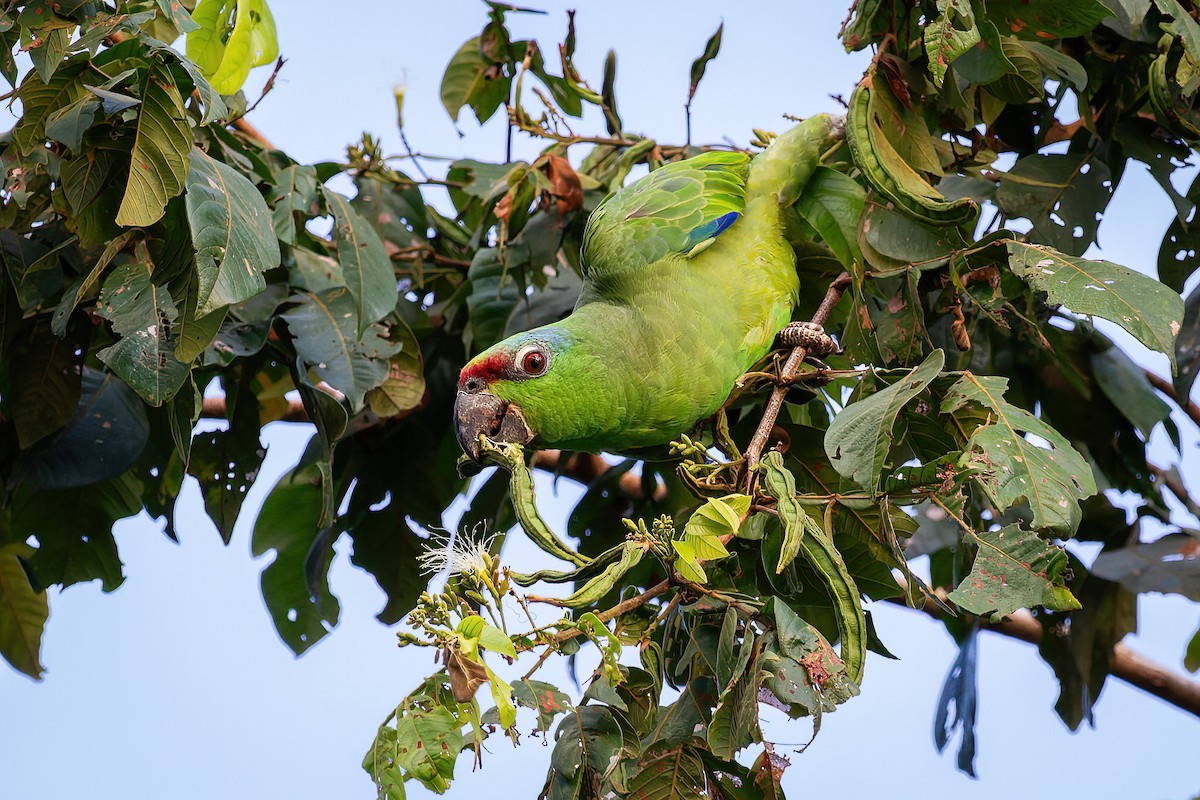 Festive Parrot - João Vitor Andriola