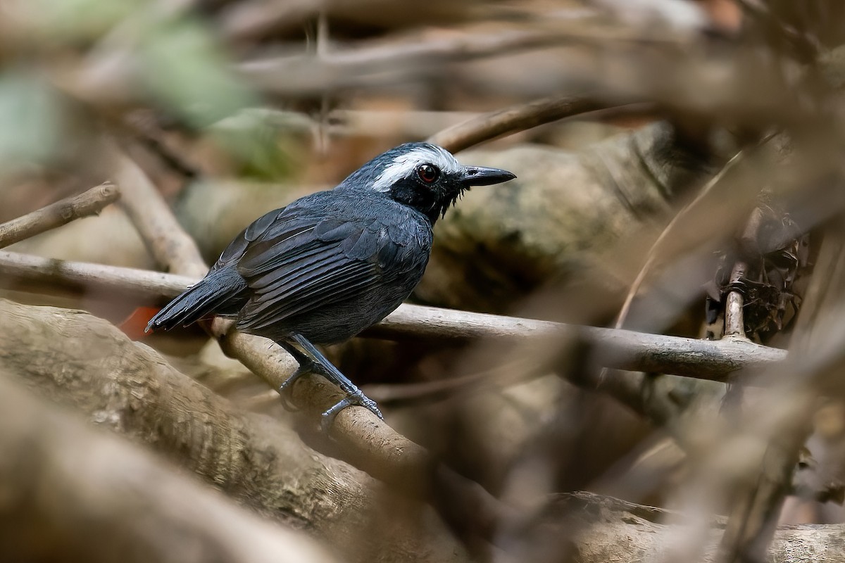 White-browed Antbird - João Vitor Andriola