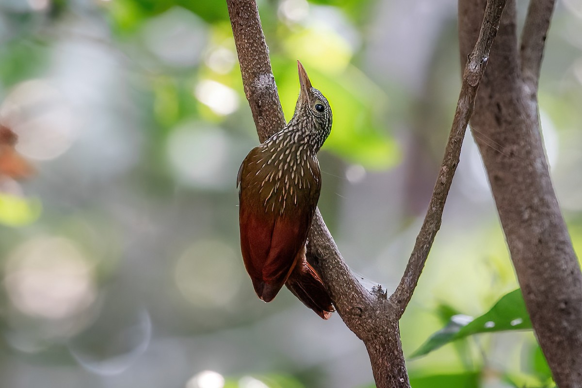 Striped Woodcreeper - ML623663366