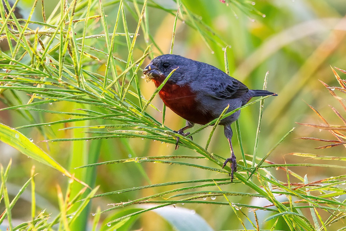 Chestnut-bellied Seedeater - ML623663378