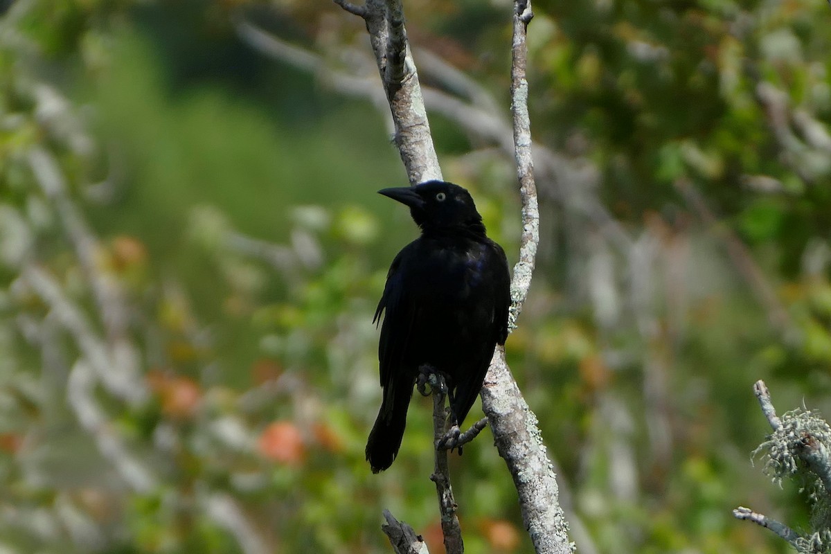 Common Grackle - ML623663419