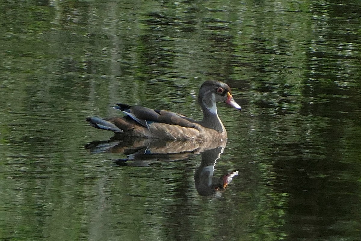 Canard branchu - ML623663426